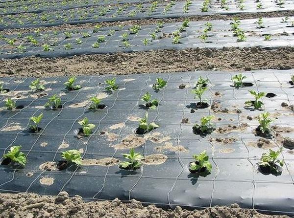 matériau de couverture contre les mauvaises herbes