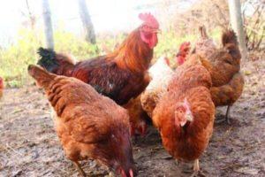 Description and characteristics of the breed of chickens Shaver Brown, conditions of detention