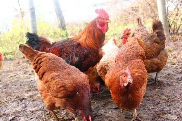 shaver brown chicken breed