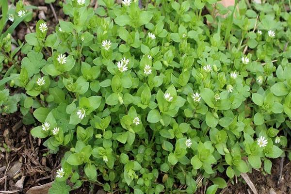 Propiedades medicinales de la hierba de los piojos de la madera