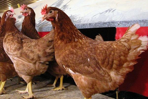 shaver brown chicken breed