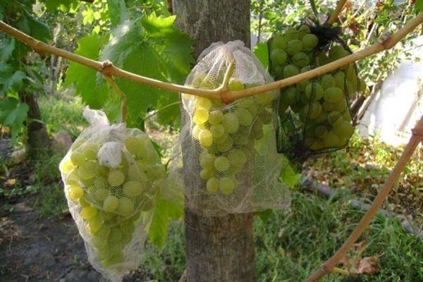 Grape protection