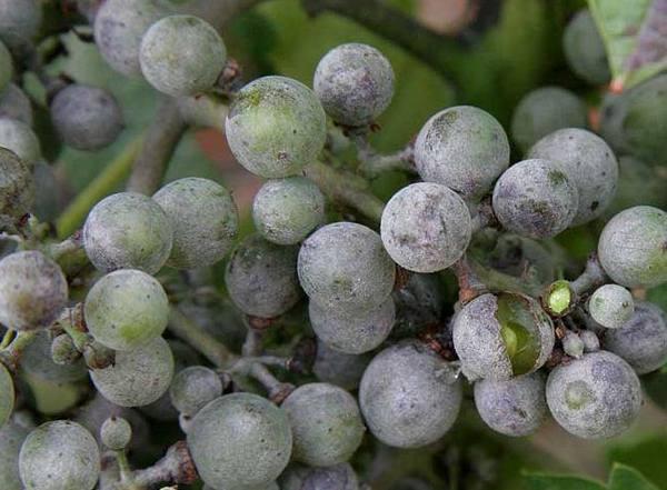 Floraison blanche sur les raisins