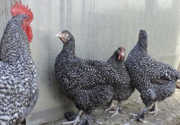 chicken breed Mechelen cuckoo