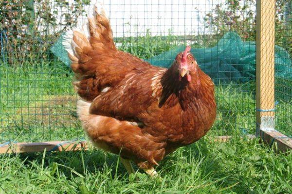 shaver brown chicken breed