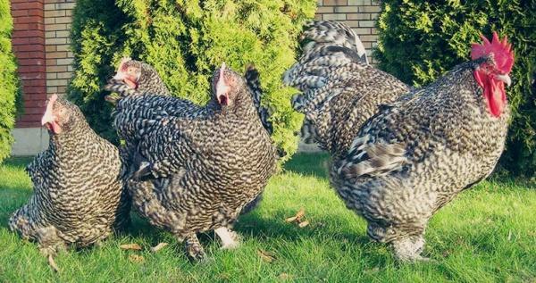 chicken breed Mechelen cuckoo