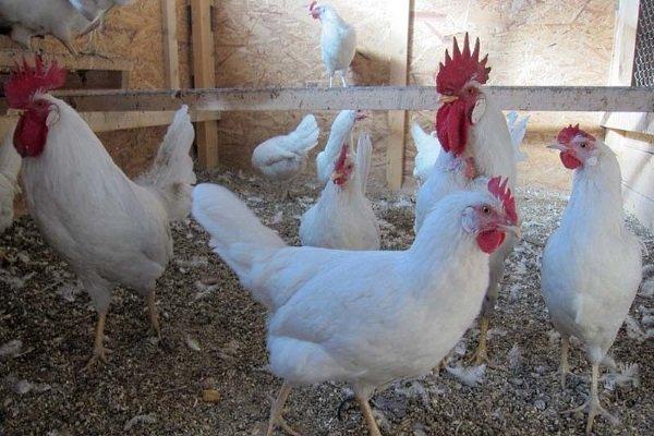 Race blanche russe de poulets