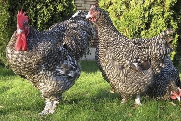 chicken breed Mechelen cuckoo