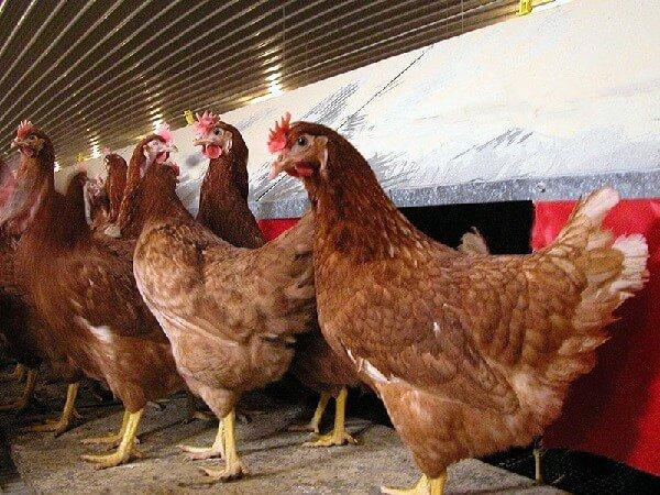 poulets de ligne haute