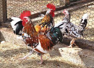 Description and rules for keeping the dwarf breed of chickens Bentamki