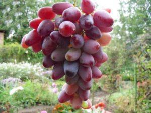 Description of Zarevo grapes, planting and growing rules