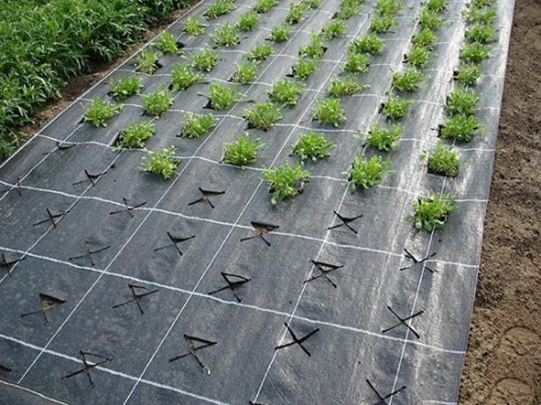 matériau de couverture contre les mauvaises herbes