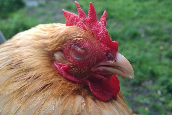 mycoplasmosis in domestic chickens