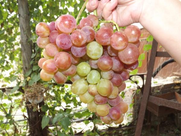 rosemus grapes