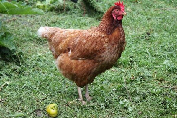 shaver brown chicken breed