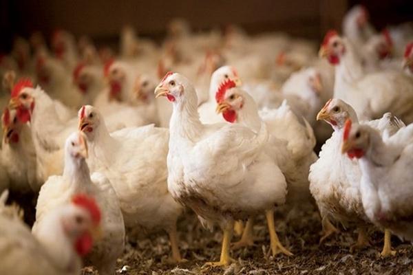 températures pour une gestion réussie des poulets de chair