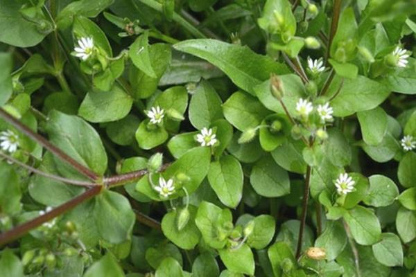 Propiedades medicinales de la hierba de los piojos de la madera