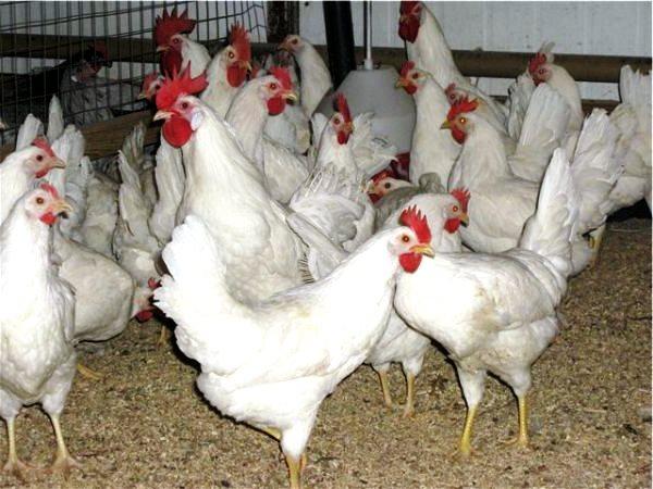 Race blanche russe de poulets