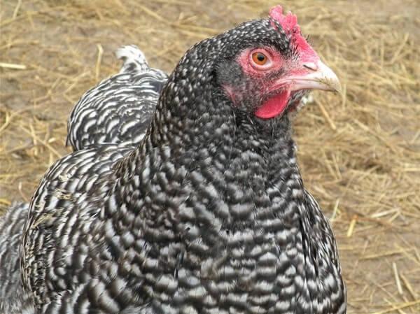 chicken breed Mechelen cuckoo