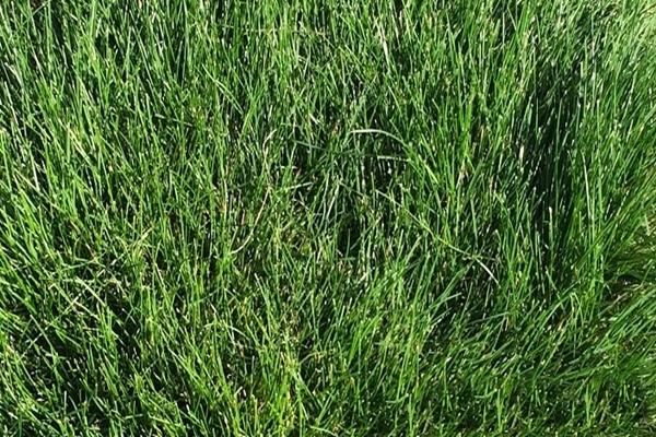 Festuca roja