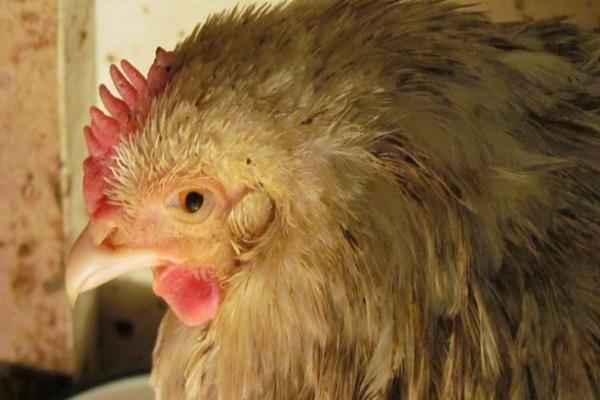 mycoplasmosis in domestic chickens