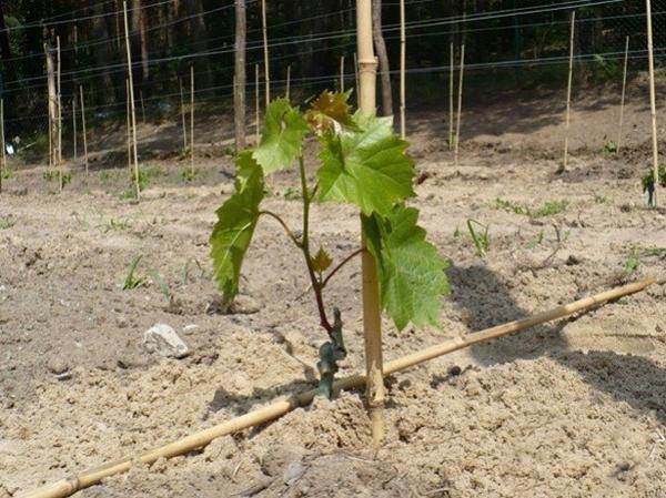 Planting grapes