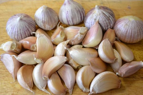 Garlic