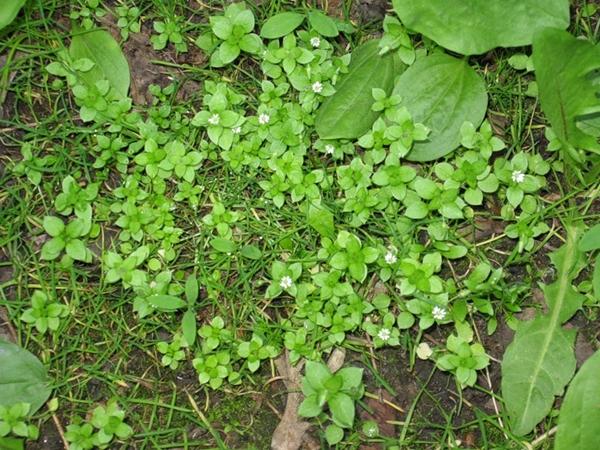 Propriétés médicinales des poux des bois