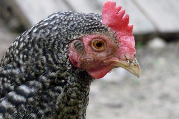 Cuco de Malinas de raza de pollo