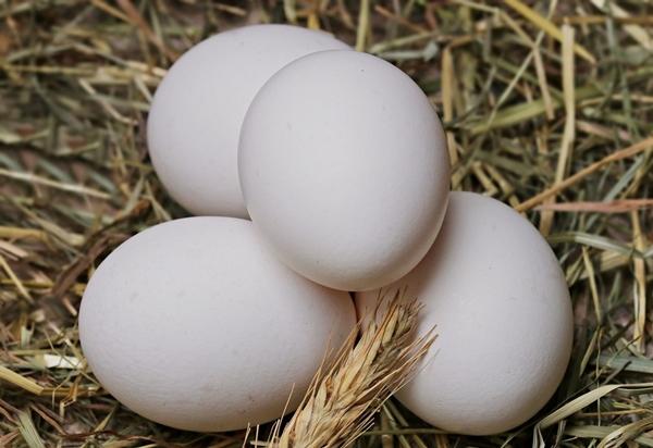 Race de poulets de Minorque