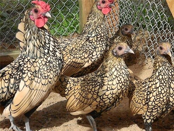 Poulets Bentamki