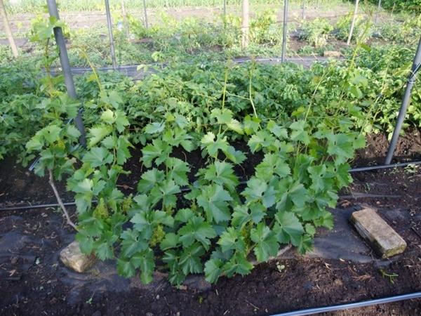 Planting grapes