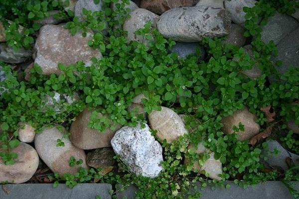 Propiedades medicinales de la hierba Woodlice