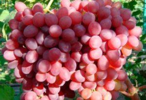 Description of Rosemus grapes, planting and care rules