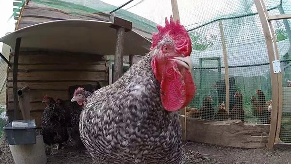 coucou de Malines de race de poulet