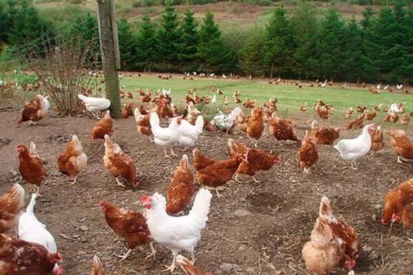 high line chickens