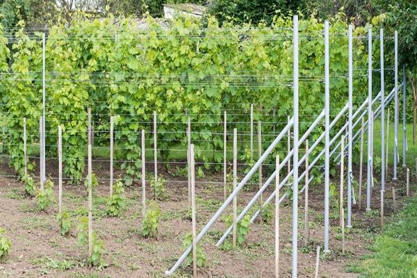 Planting grapes