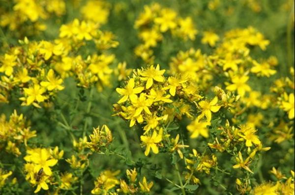 St. John's wort