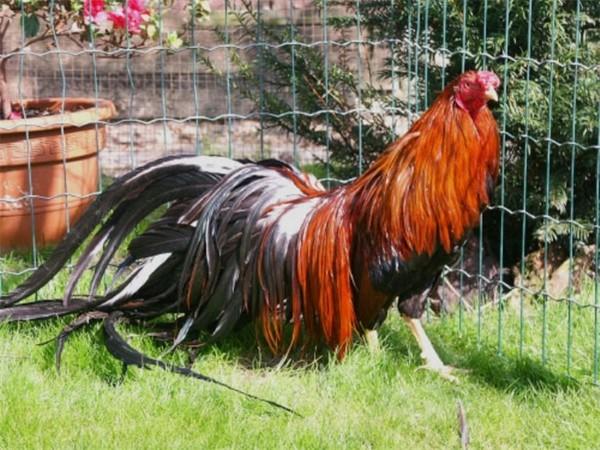 race phénix de poulets