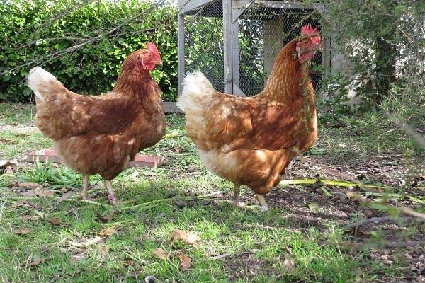 shaver brown chicken breed