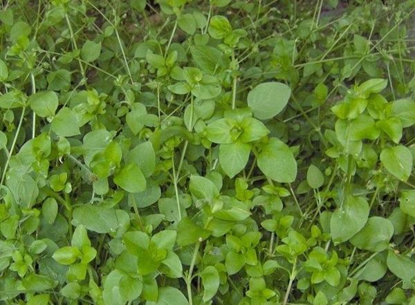 Propiedades medicinales de la hierba de los piojos de la madera