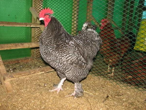 chicken breed Mechelen cuckoo