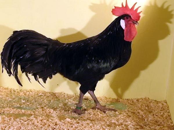 Raza menorquina de gallinas