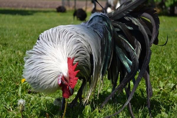 race phénix de poulets