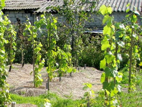 Planting grapes