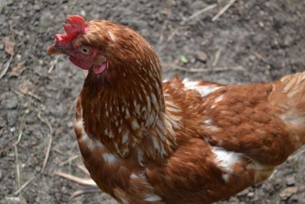 shaver brown chicken breed