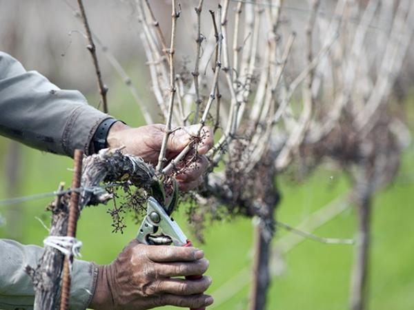 Pruning grapes