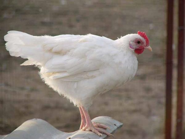 Poulets blancs russes