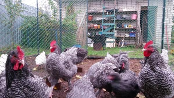 chicken breed Mechelen cuckoo