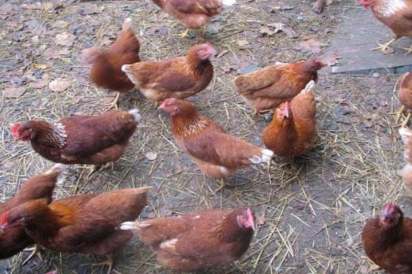 shaver brown chicken breed